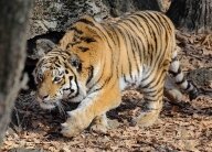 "Зов тигра" - заданное направление в Лыткарино "Зов тигра" - заданное направление в Лыткарино