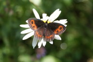 Всероссийские соревнования по спортивному туризму на пешеходных дистанциях Всероссийские соревнования по спортивному туризму на пешеходных дистанциях